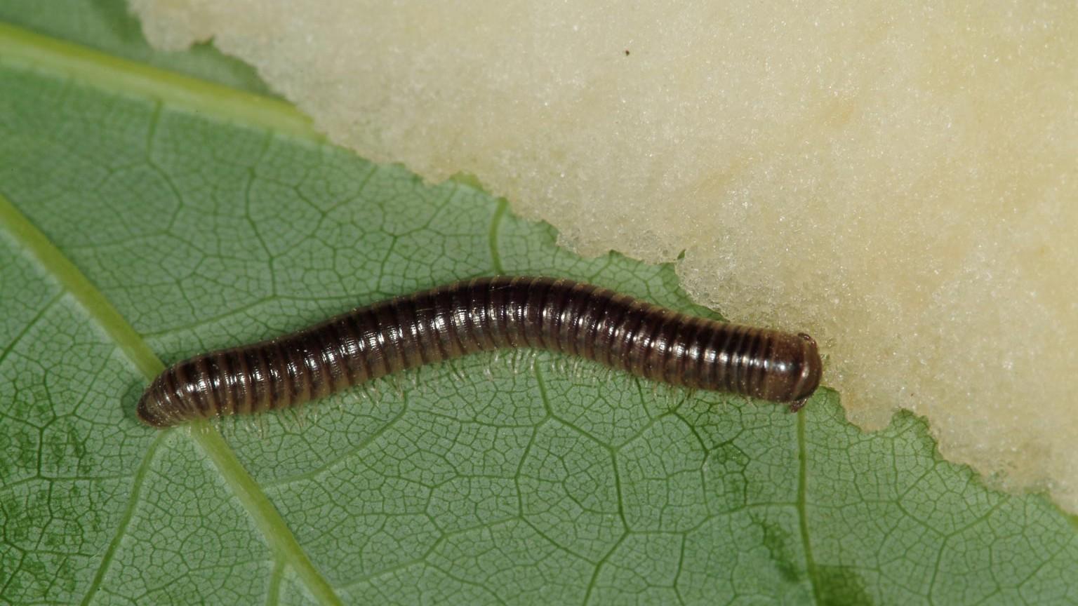 millipede