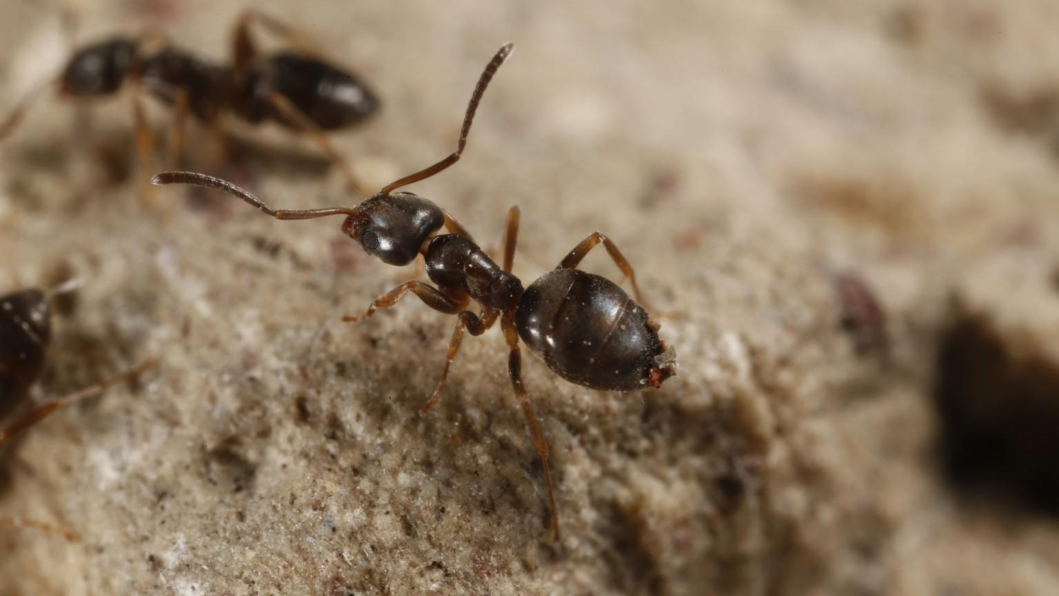 odorous house ant