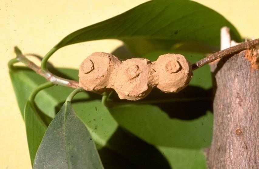 potter wasp nests