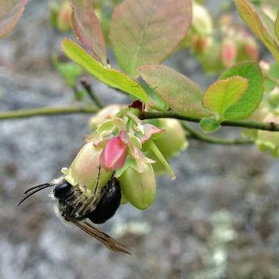 native blueberry flowers