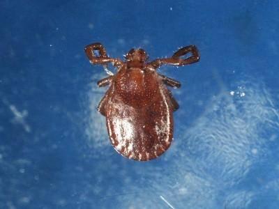 Asian longhorned tick