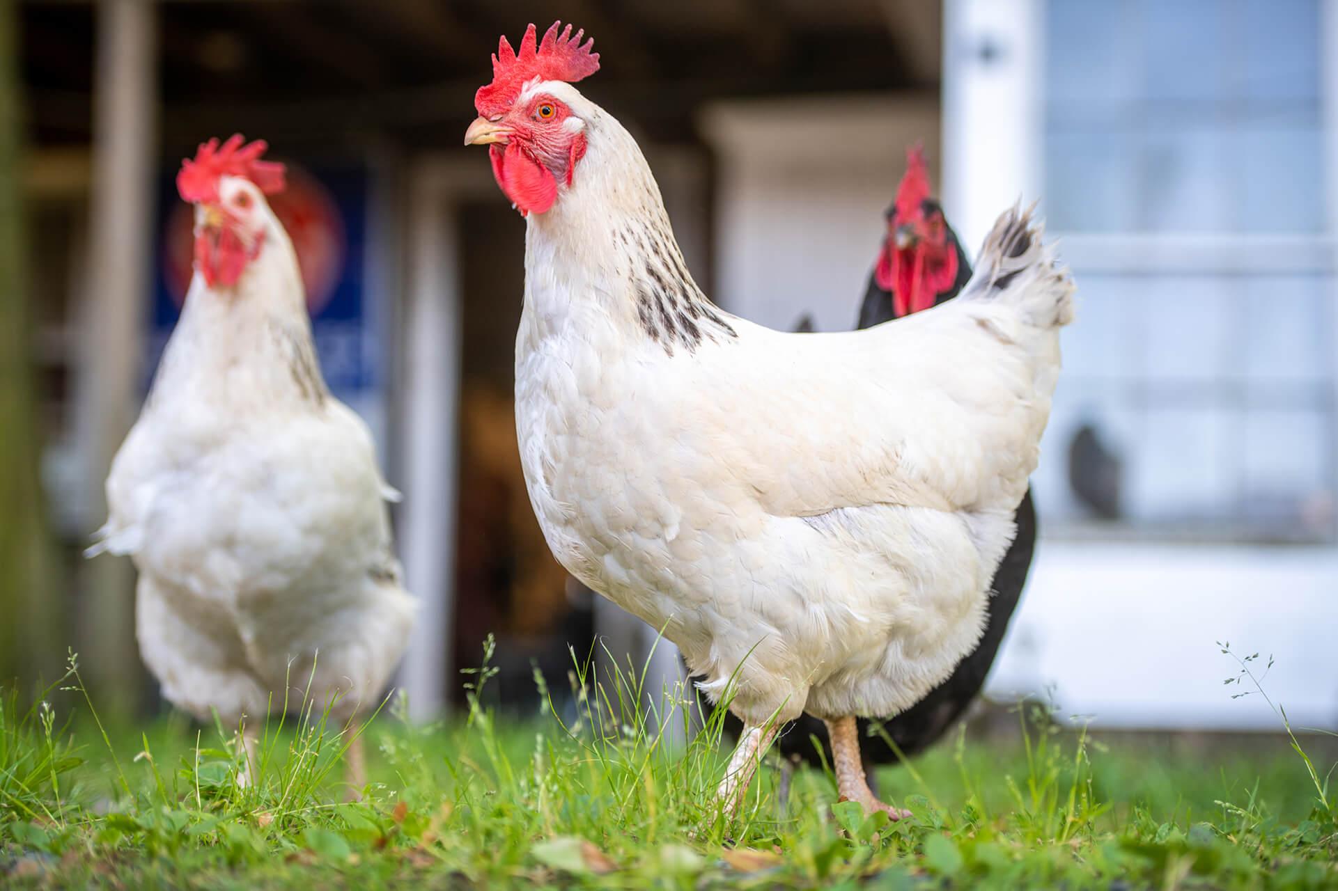 Big white rooster standing right in front of the camera at a backyard poultry site