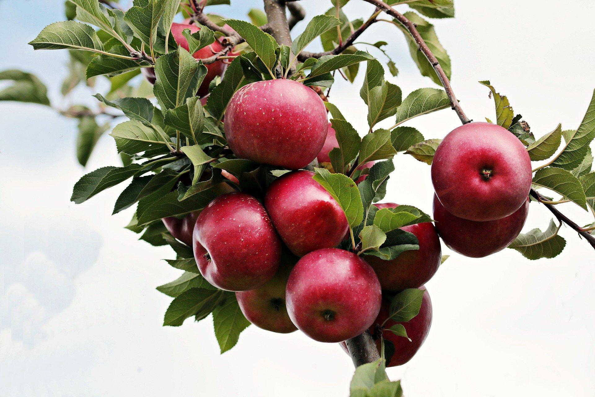 ripe apples on a tree