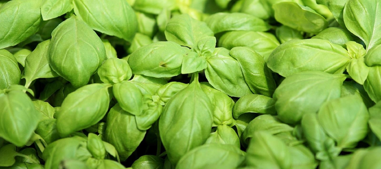 fresh basil