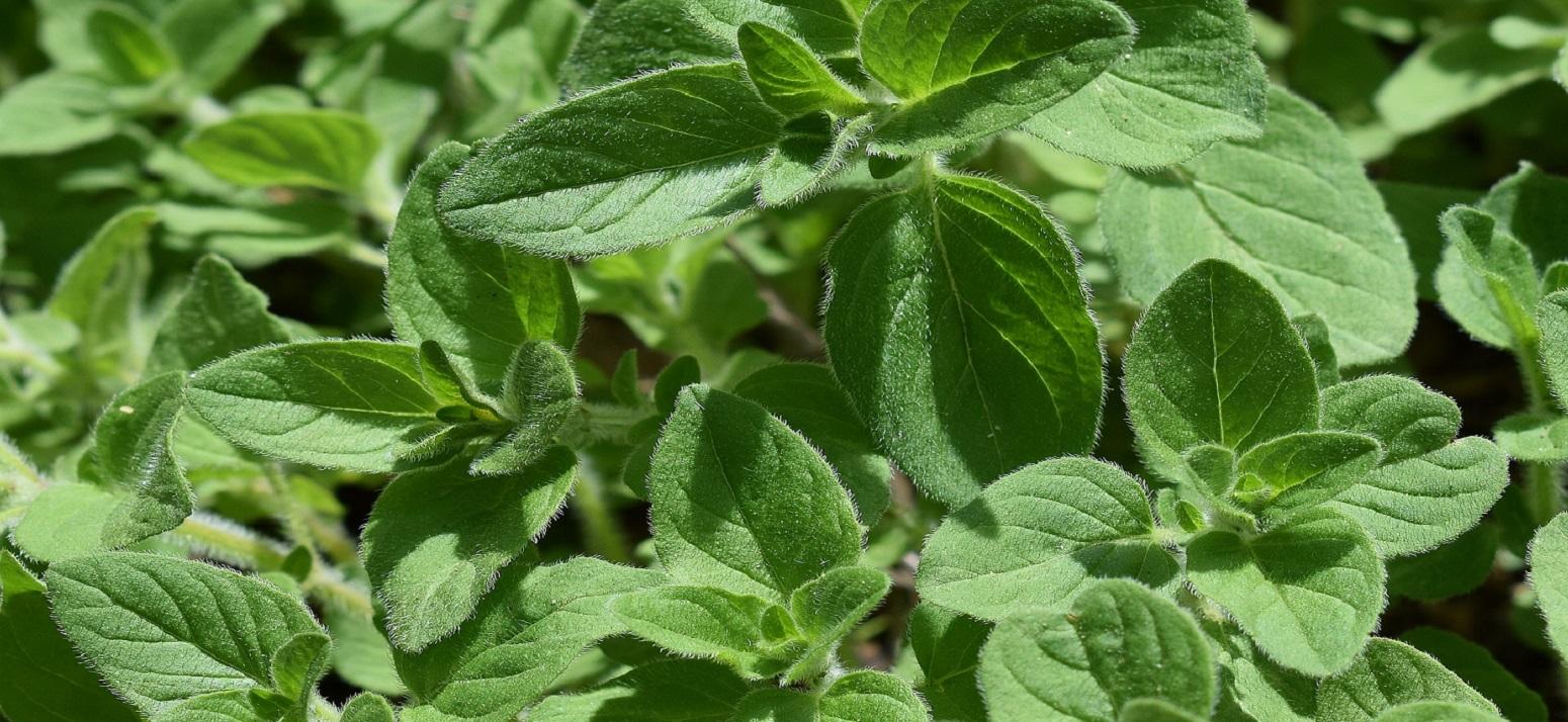 oregano leaves