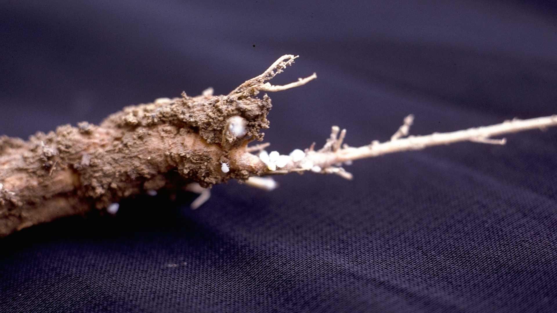 Root aphids on a root