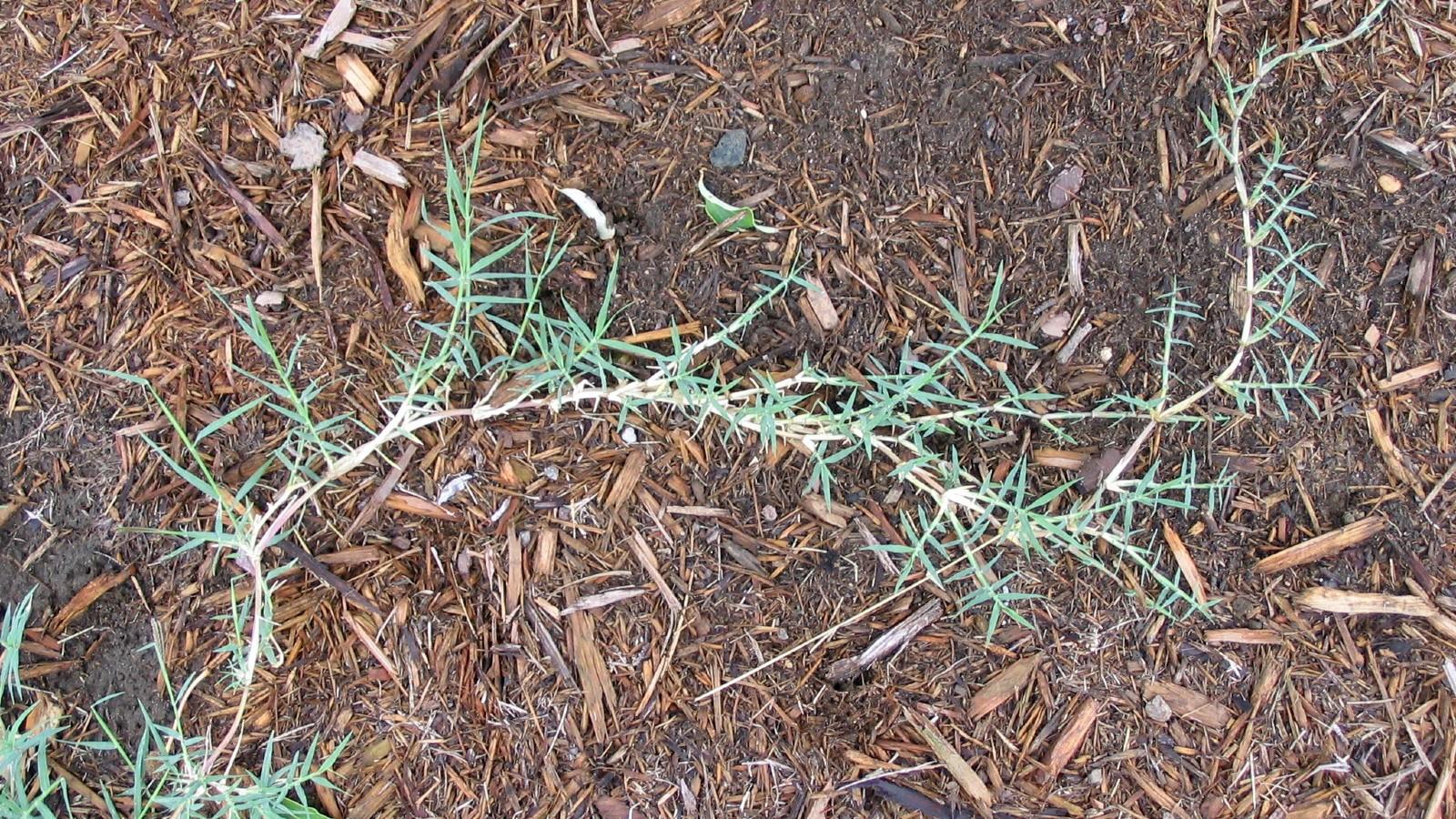 bermudagrass runner