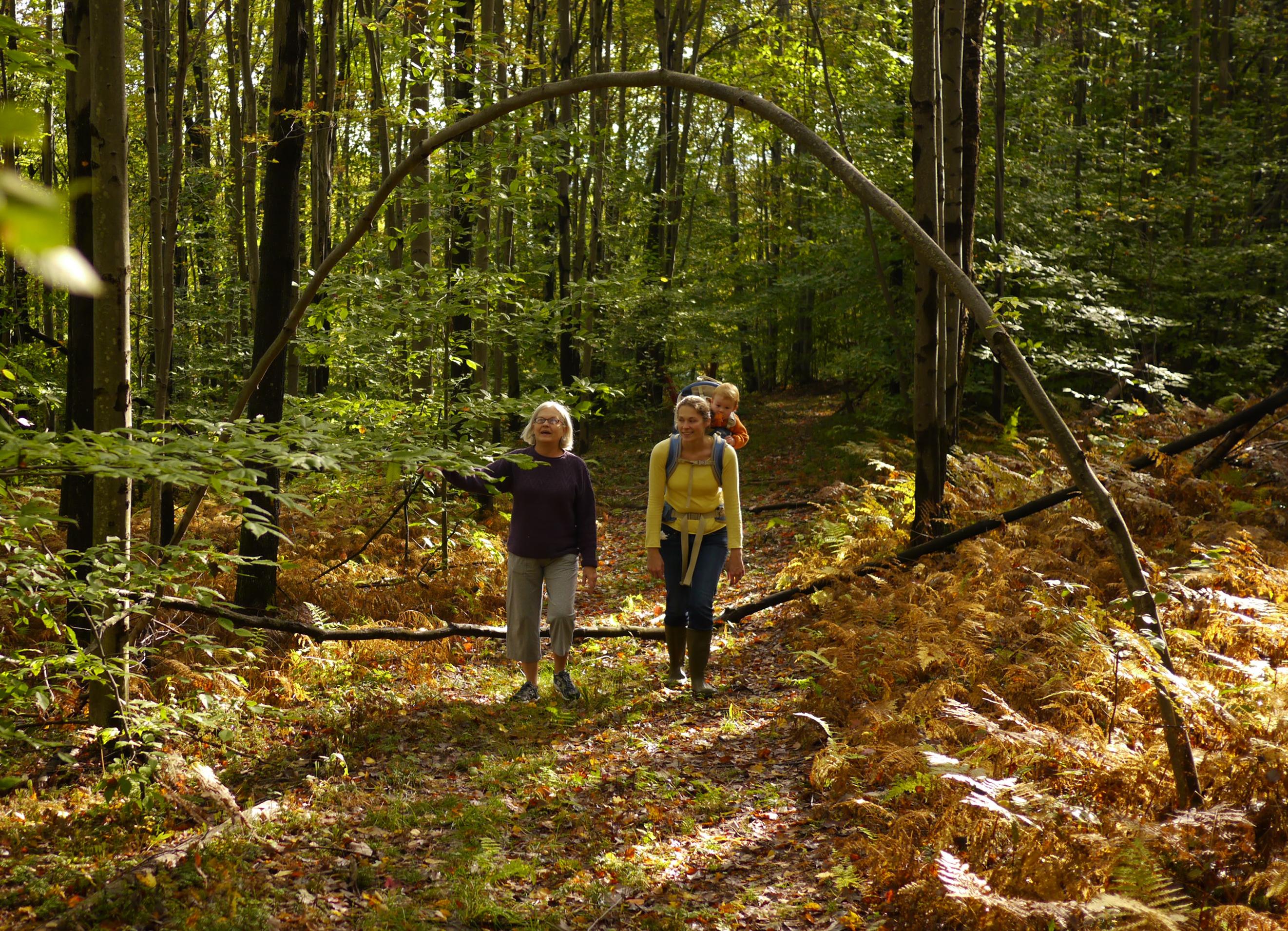 A walk in the woods