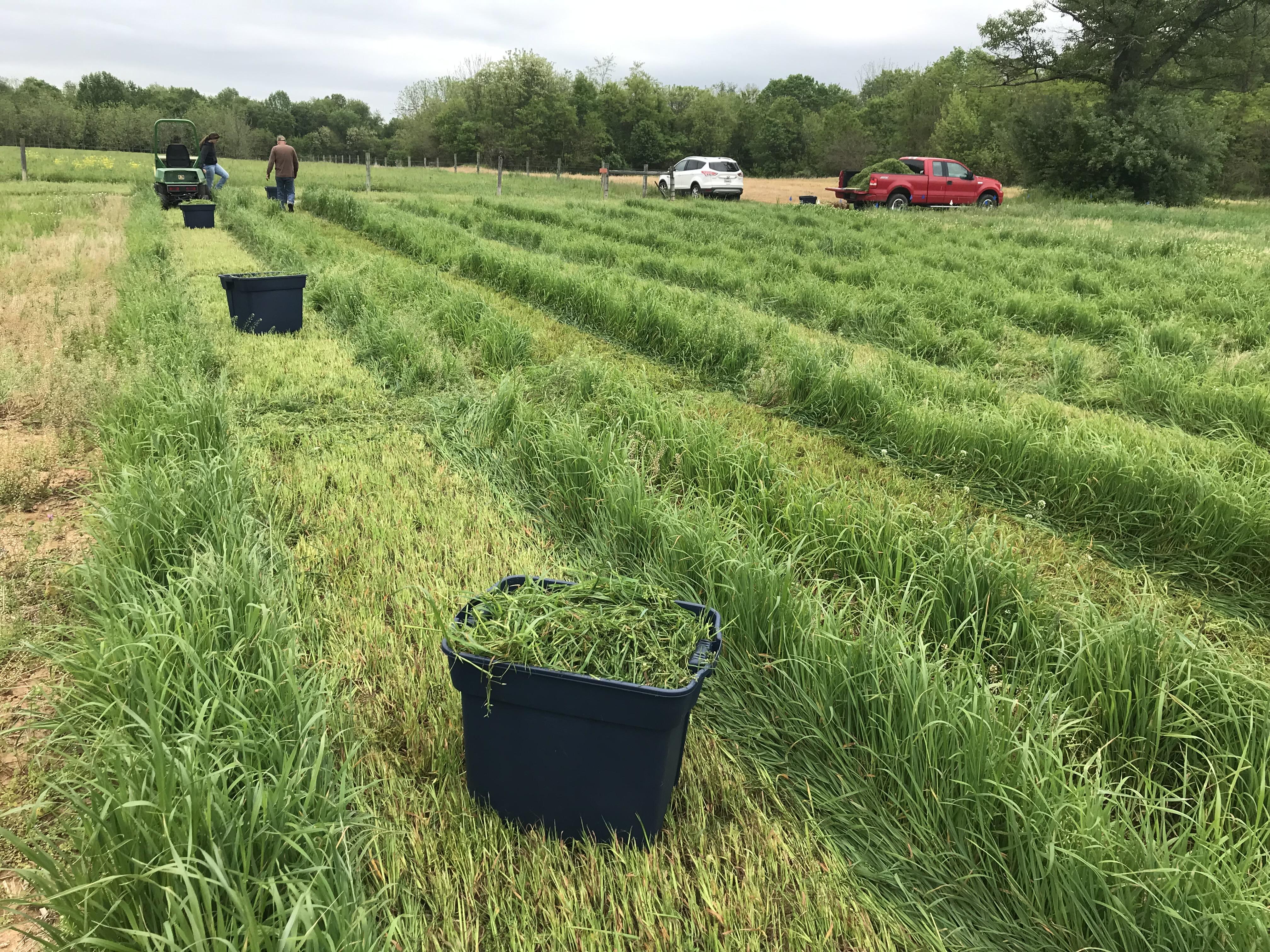 Forage Variety Trial at WMREC