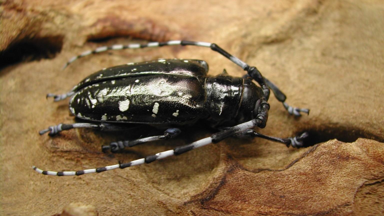 asian longhorned beetle