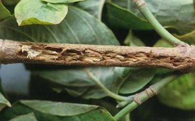 tree twig damage from cicadas