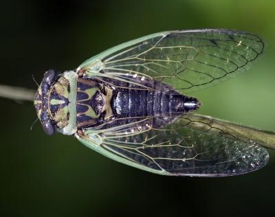 dog day cicada adult