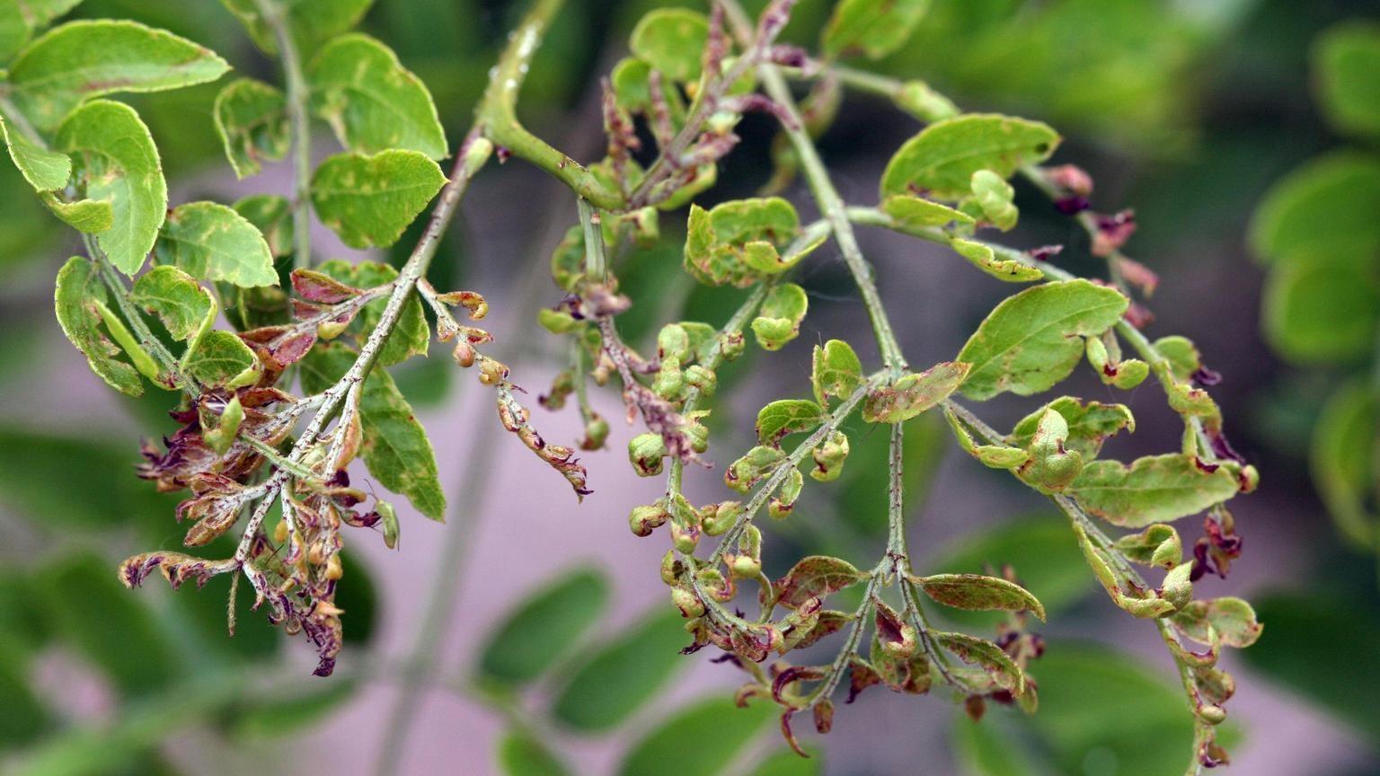 honeylocust plant bug damage