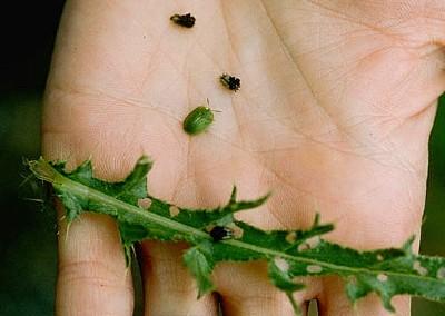 leaf feeding beetle damage to thistle