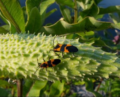 milkweed bugs