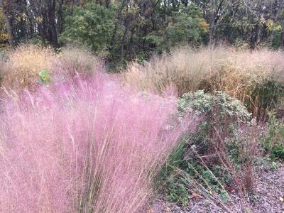 pink muhly grass