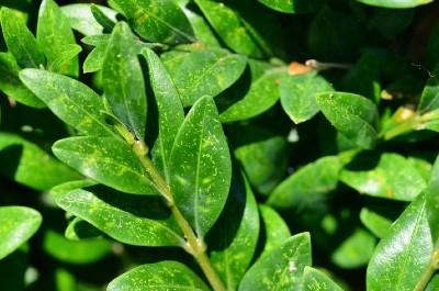 boxwood spider mite damage