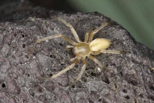 yellow sac spider