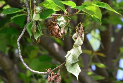 brown rot symptoms