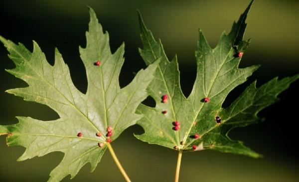 maple bladdergall