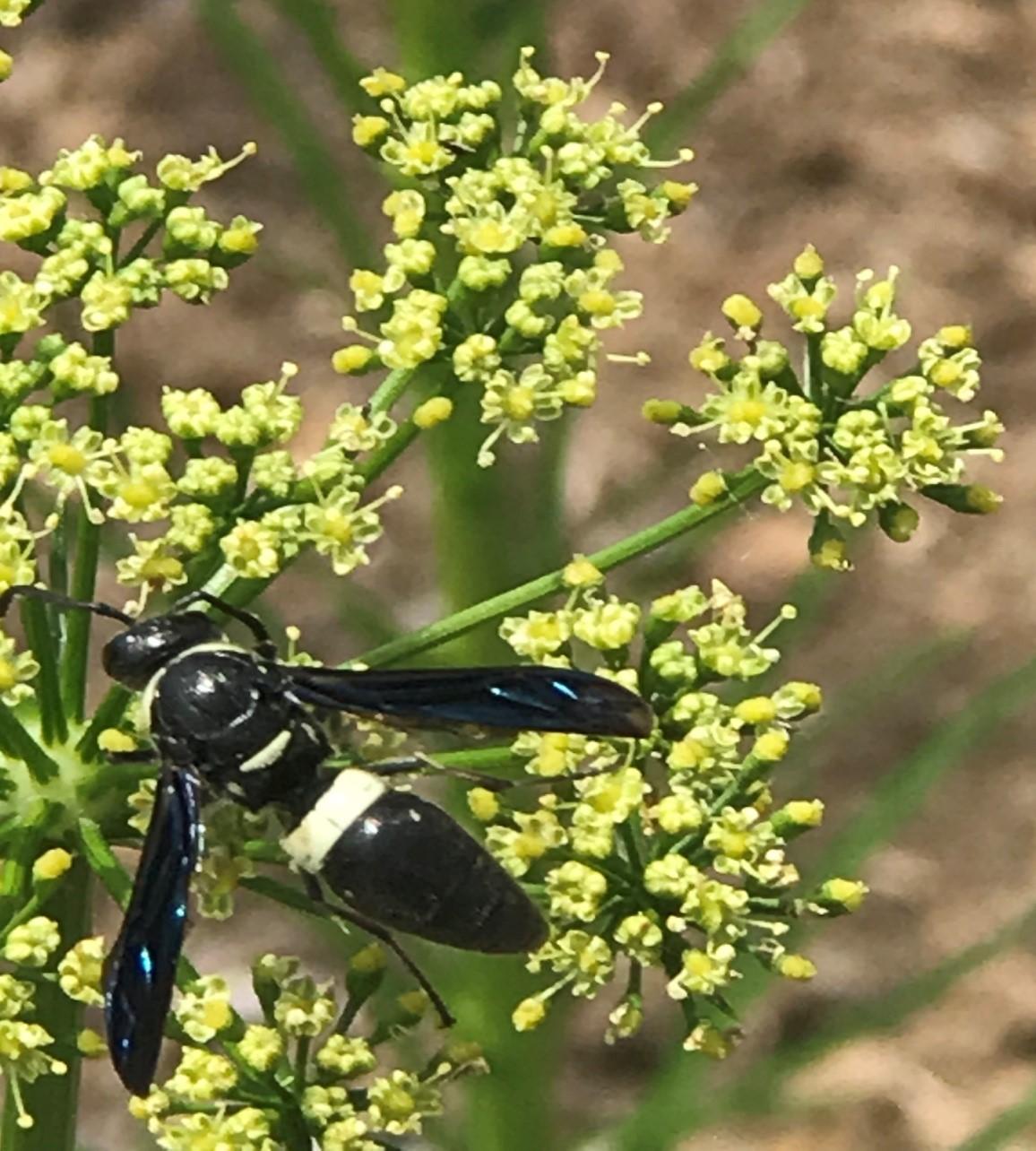 Photo of a wasp