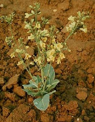 cauliflower plant bolting or producing a flower stalk