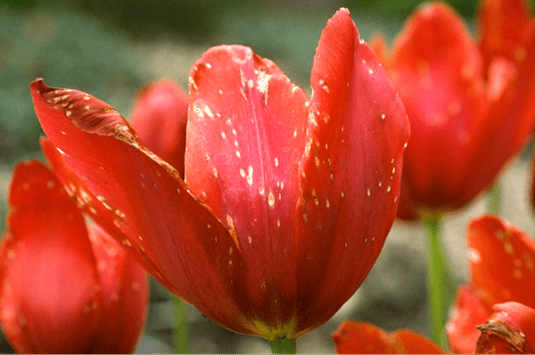 botrytis on tulip