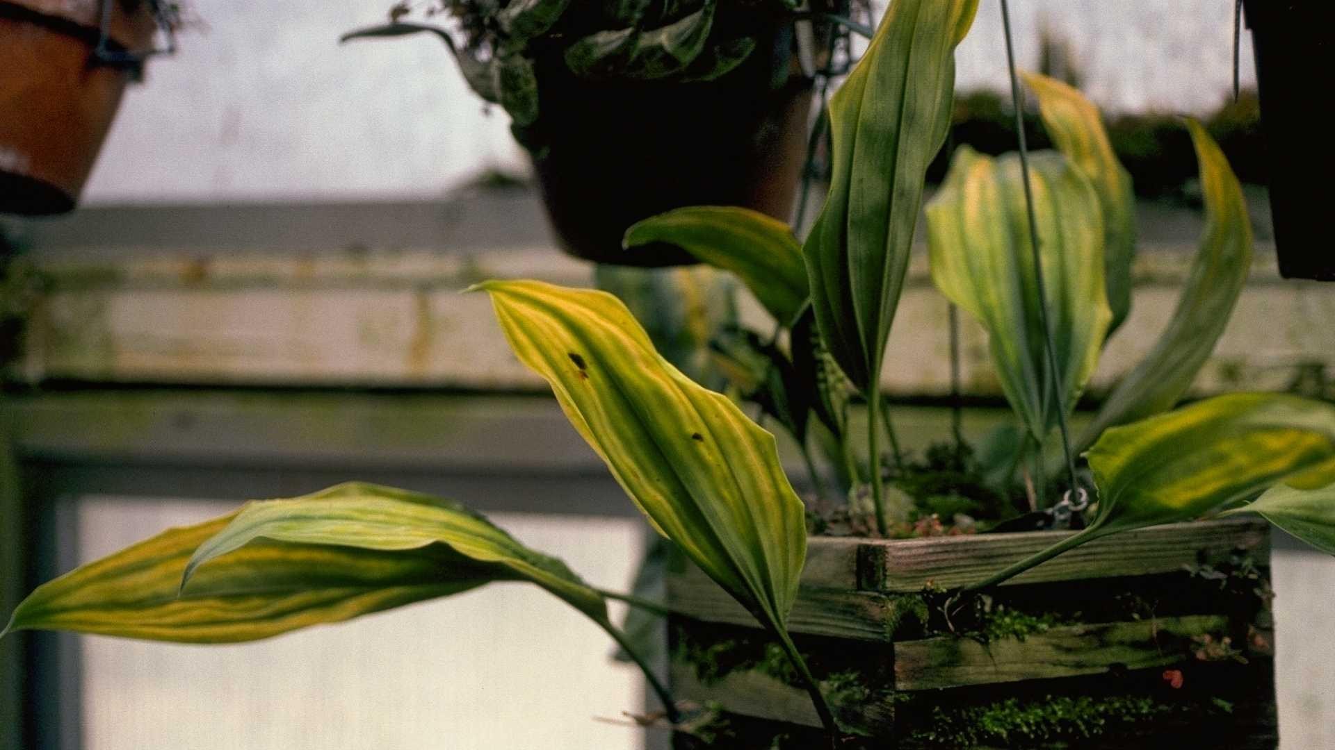 Orchid with yellowing leaves