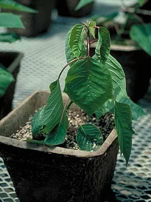 Poinsettia wilted from root rot