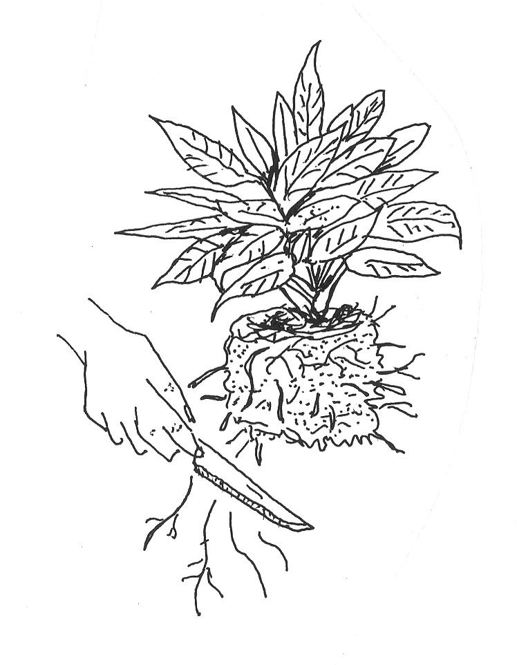 Removal of circling roots and loosening of outer root ball