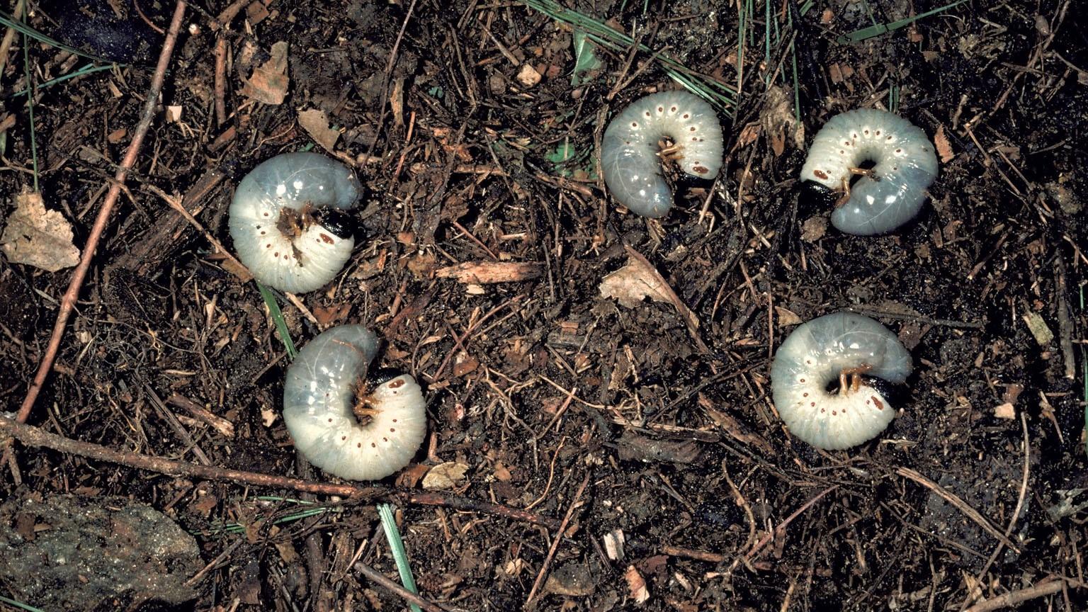 white grubs in soil