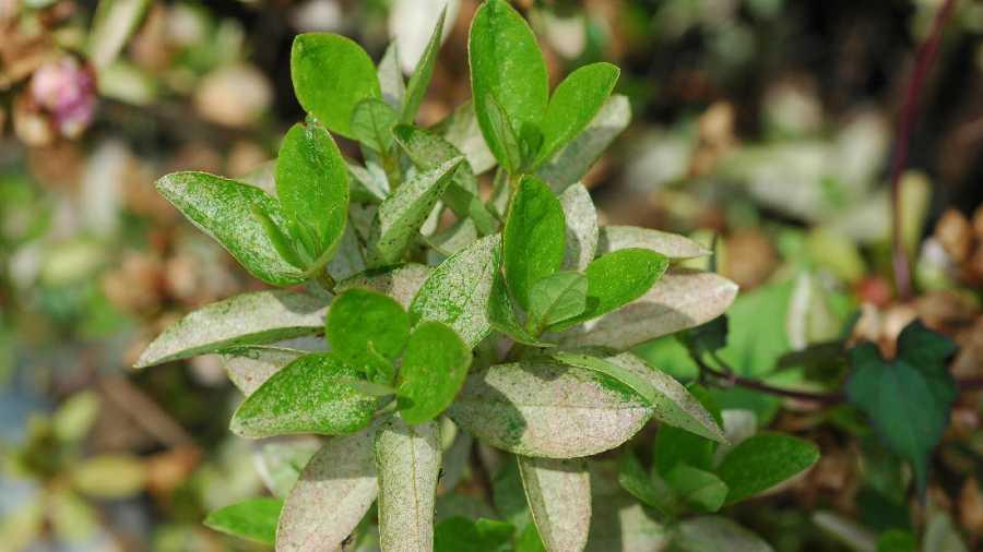 Azalea lace bug damage. Photo: P.M. Shrewsbury, University of Maryland