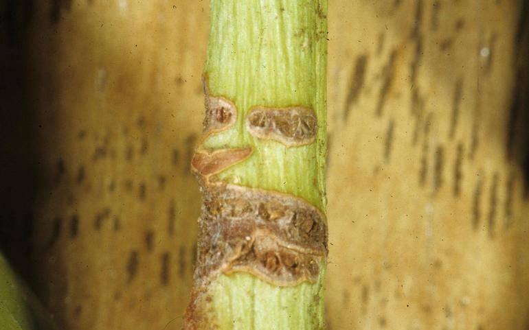 Rhododendron Stem Borer Damage