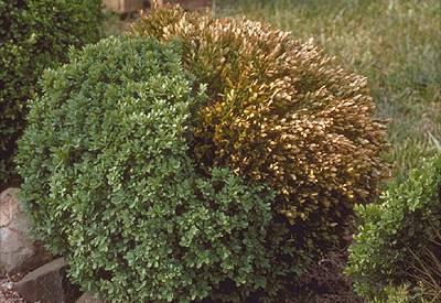 Volutella stem blight or canker of boxwood