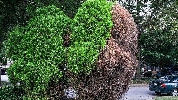 bagworm damage on arborvitae