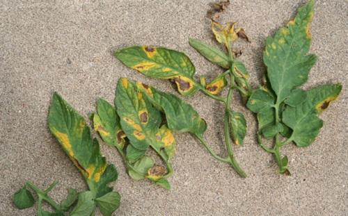 visible yellow halos around the spots of early blight