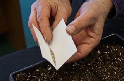 planting seeds using a folded index card