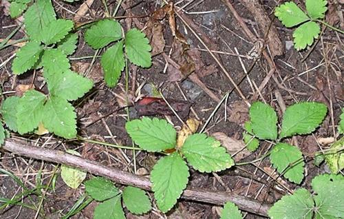 Indian strawberry