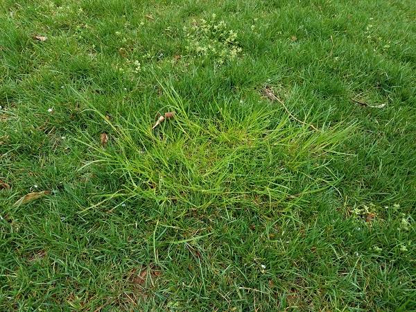 roughstalk bluegrass coming out of dormancy