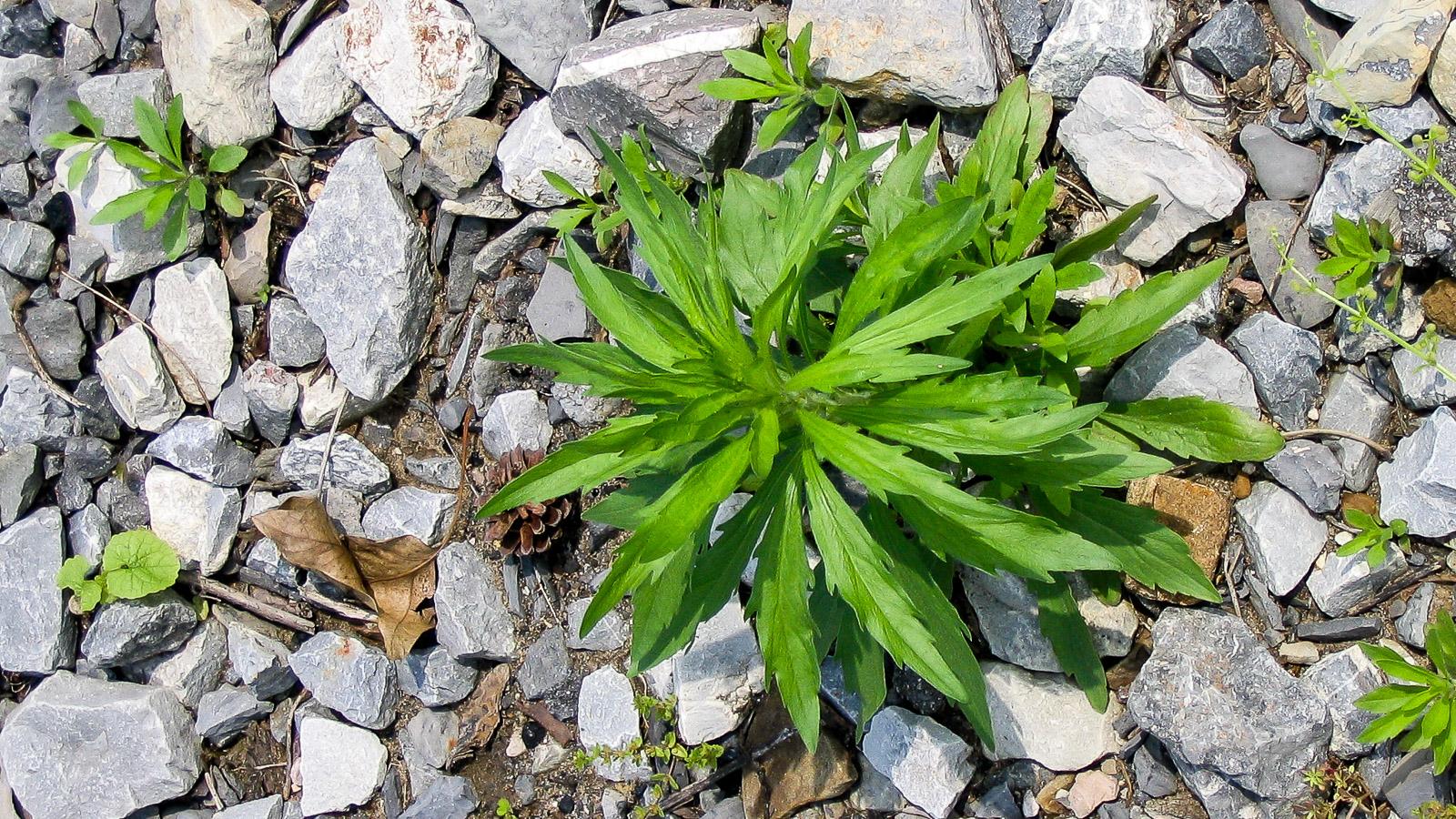 horseweed