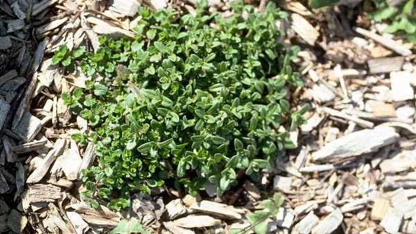 mouseear chickweed