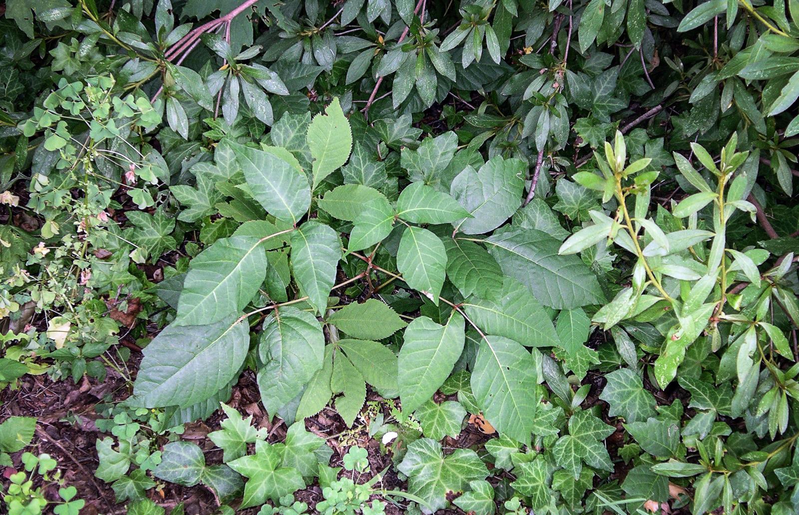 poison ivy