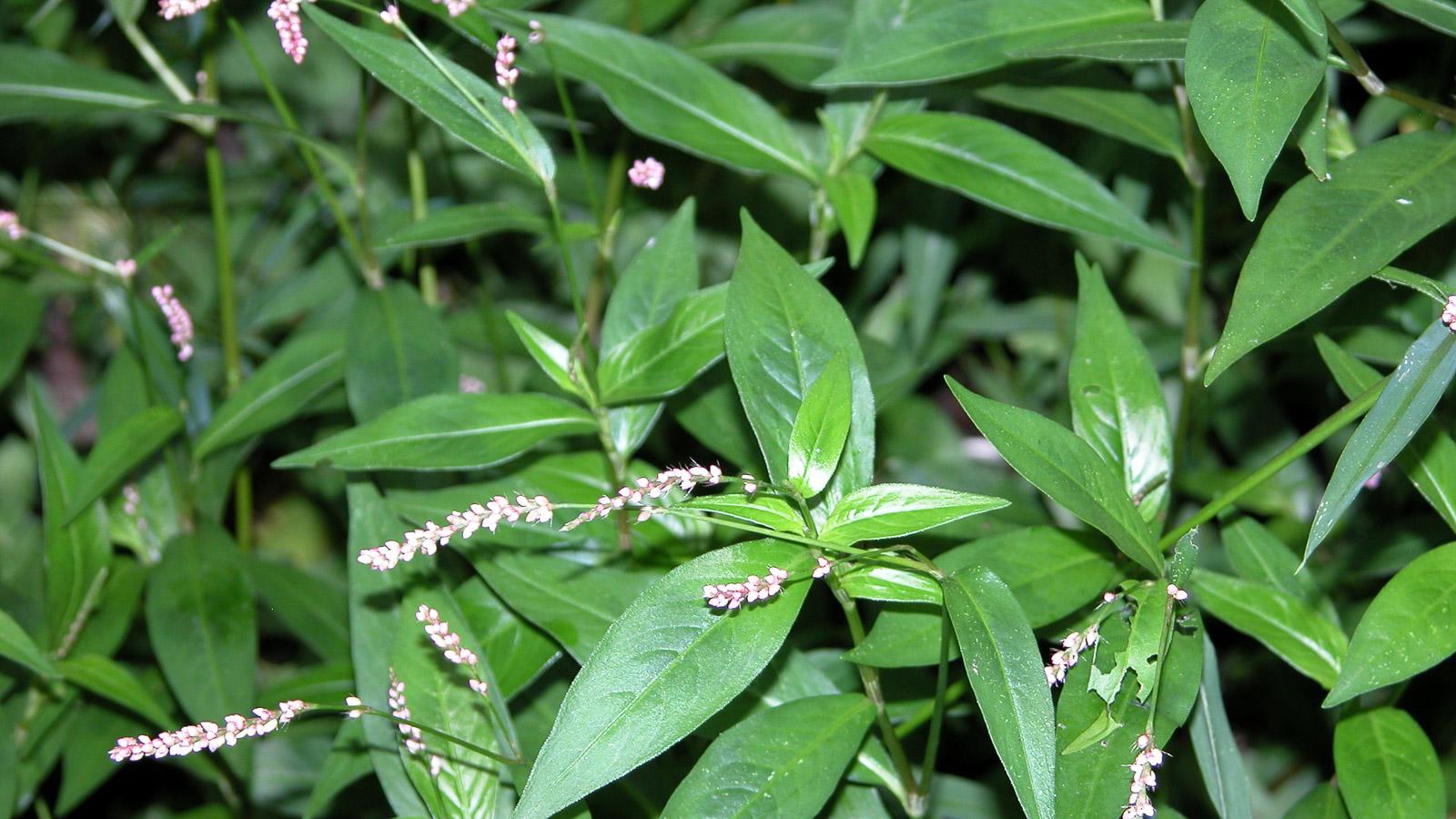 Pennsylvania smartweed