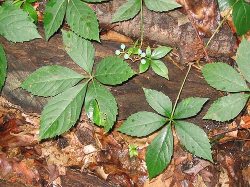 plants with five leaflets joined at a common point - Parthenocissus quinquefolia - Virginia creeper