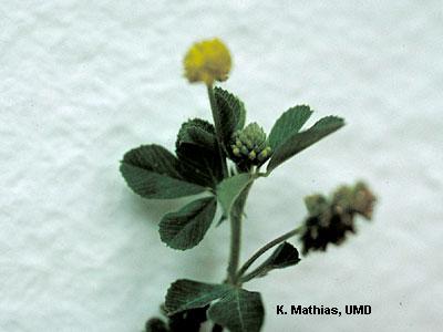 closeup of black medic flower