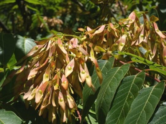 Tree-of-Heaven (TOH) Fruit/Seed