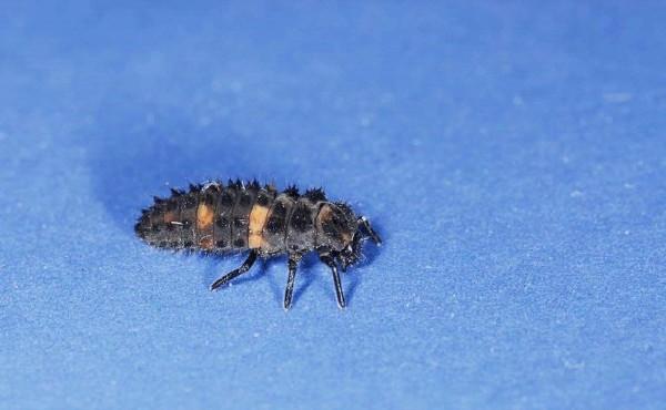 ladybird beetle larva