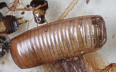 German cockroach egg case