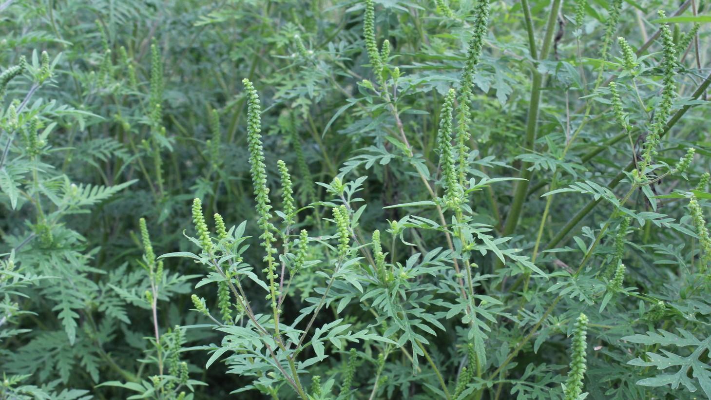 common ragweed