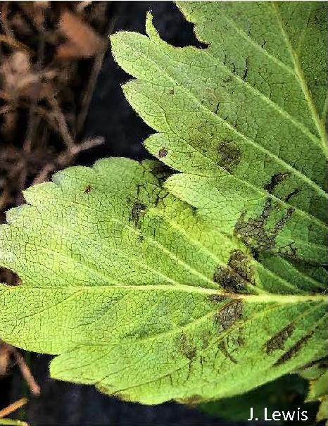 Strawberry leaf with bruises and tattered margins